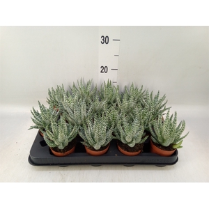 Aloe humilis