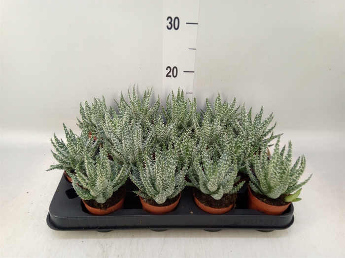 <h4>Aloe humilis</h4>