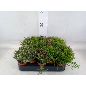 Rhipsalis   ...mix