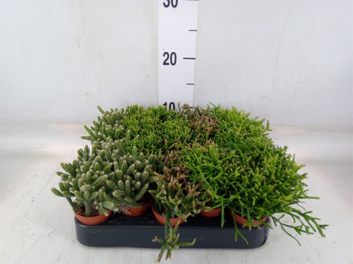 <h4>Rhipsalis   ...mix</h4>