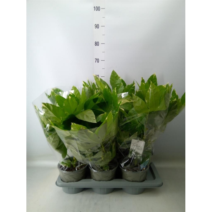 <h4>Fatsia japonica 'Variegata'</h4>