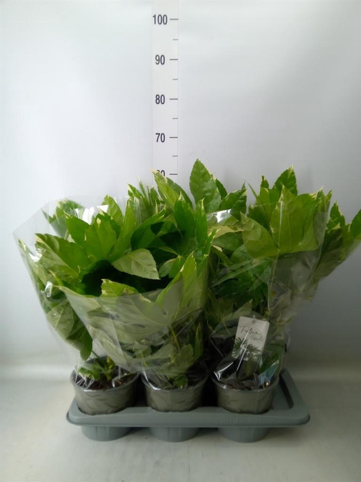 Fatsia japonica 'Variegata'