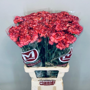 Dianthus st Extravaganza
