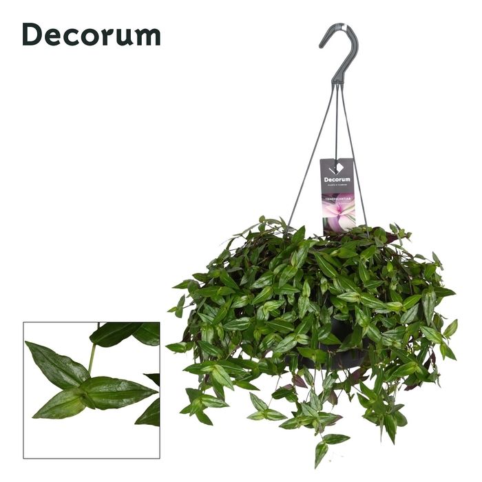 <h4>Tradescantia multi. hangpot</h4>