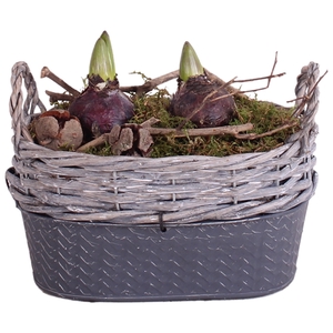 Bulbs Winter Arr. Hyacint Willow Basket oval zinc bottom21cm 2PP