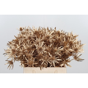 Eryn Orion Kl Bh Antiek Goud