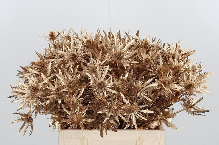 <h4>Eryn Orion Kl Bh Antiek Goud</h4>