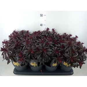 Euphorbia  'Miners Merlot'
