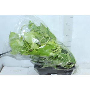 JIBOIA AMARELO 1/2 CUIA PENDENTE