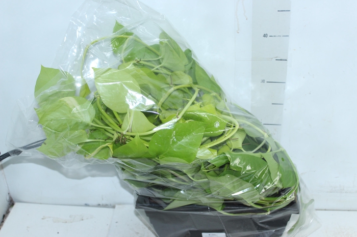 <h4>JIBOIA AMARELO 1/2 CUIA PENDENTE</h4>