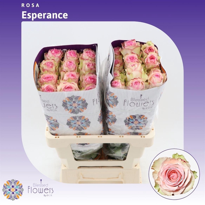<h4>Rosa gr Esperance</h4>