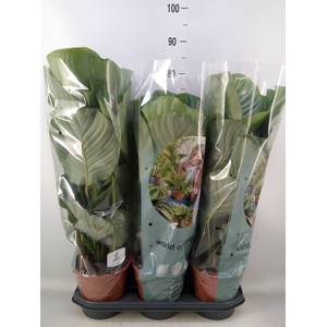 Calathea orbifolia