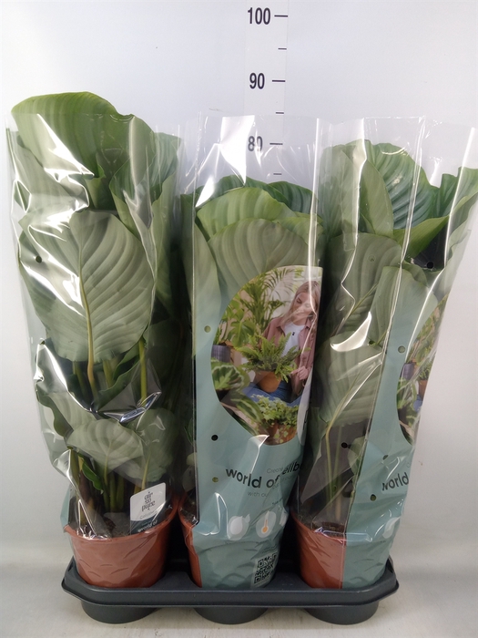 <h4>Calathea orbifolia</h4>