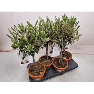 OLEA EUROPAEA