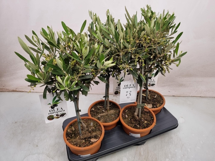 <h4>OLEA EUROPAEA</h4>