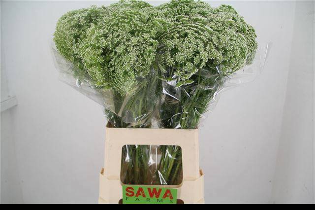 <h4>AMMI VISNAGA</h4>