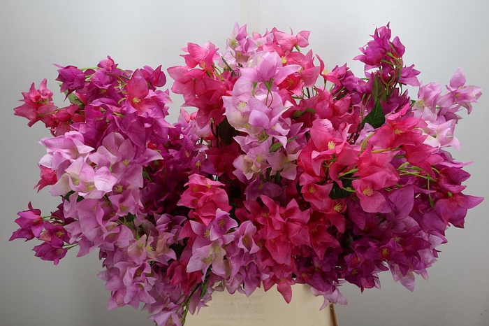 <h4>Deco Stem Bougainvillea Mixed 3 Klr X3 L104</h4>