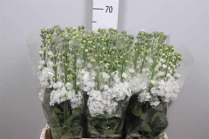 <h4>Matth Milla White</h4>