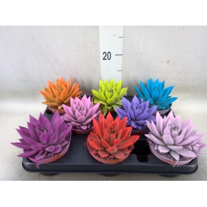 Echeveria  'Miranda'
