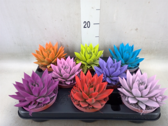 <h4>Echeveria  'Miranda'</h4>