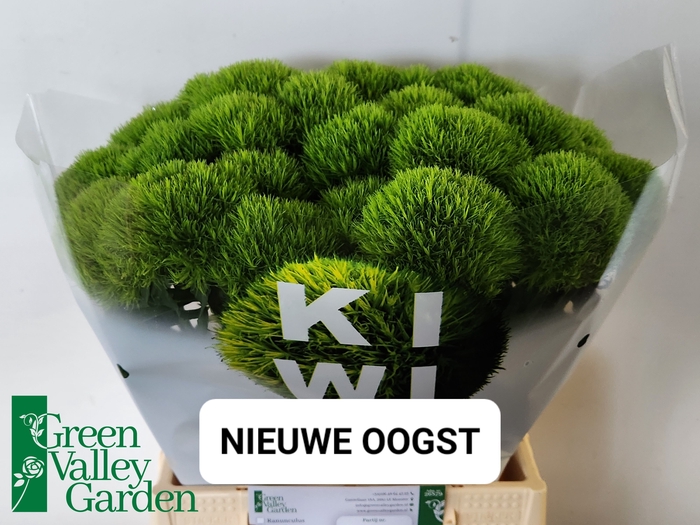 <h4>DI BARB KIWI MELLOW</h4>