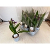 Orchidee Zygop Louisendorf 1 Branche