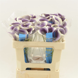 Calla Ranomi