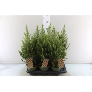 Picea Gl Conica