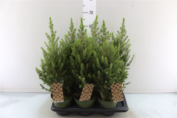 <h4>Picea Gl Conica</h4>