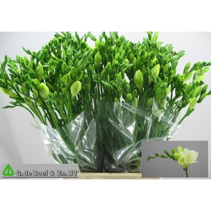 FR EN WHITE SERENADE