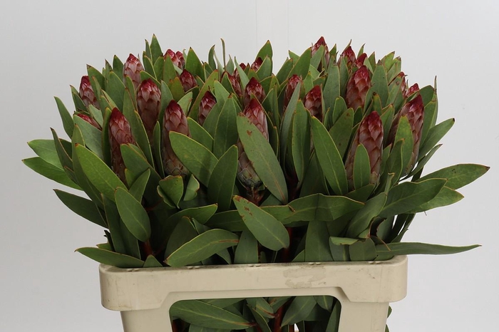 <h4>Protea Robijn</h4>
