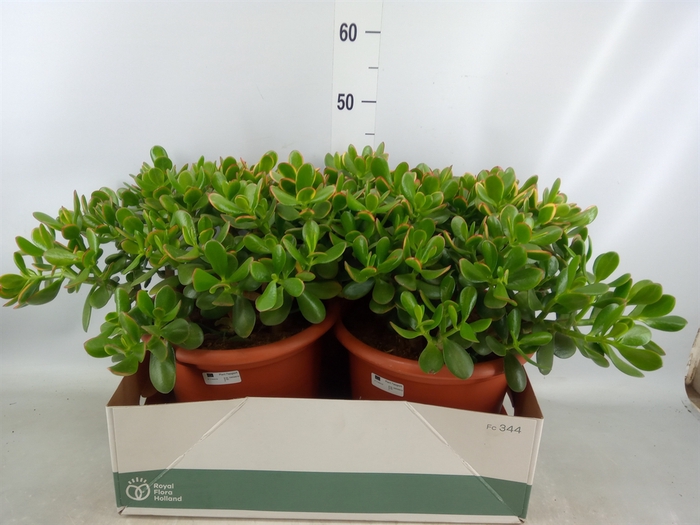 <h4>Crassula ovata 'Sunset'</h4>