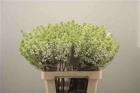 <h4>Syr Stepman White</h4>