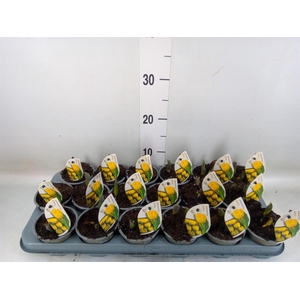 Tulipa DU 'Yellow Baby'