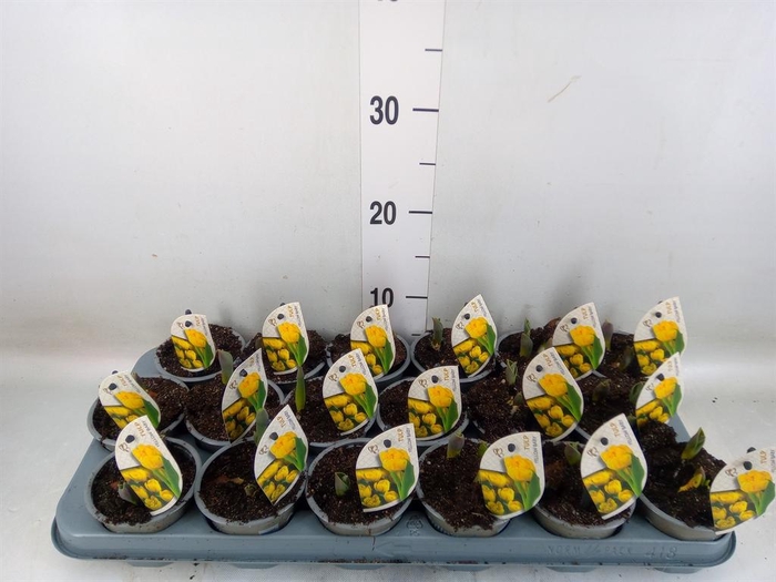 <h4>Tulipa DU 'Yellow Baby'</h4>