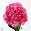 Paeonia Pink Panther