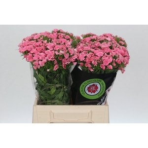 Dianthus Br Earl