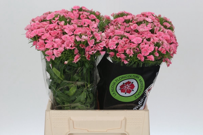 <h4>Dianthus Br Earl</h4>