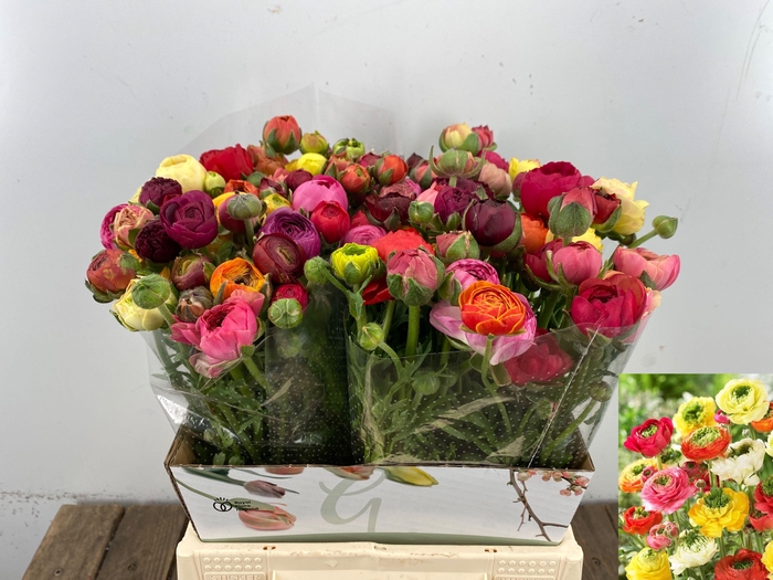 <h4>RAN REINET GEM</h4>