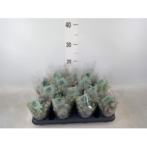 Ceropegia woodii ssp. woodii