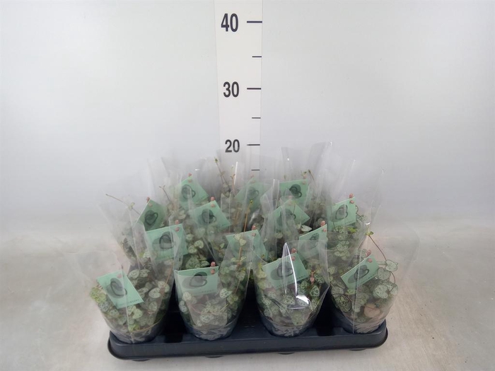 <h4>Ceropegia woodii ssp. woodii</h4>