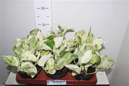 <h4>Epipr Happy Leaf</h4>