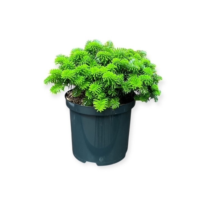 <h4>Abies k. 'Brillant'</h4>