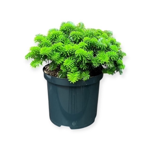 Abies k. 'Brillant'