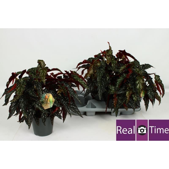 <h4>BEG MA BLACK FOREST</h4>