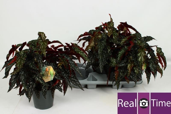 <h4>BEG MA BLACK FOREST</h4>