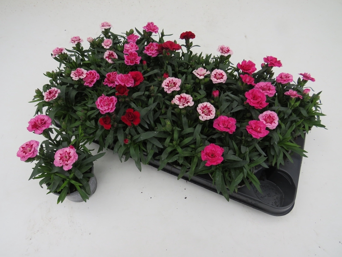 <h4>DIAN OSC GEM</h4>