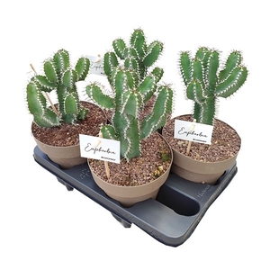 EUPHORBIA POLYACANTHA - POT Ø 16 - TRAY 4 PCS (SUCCULENTEN)