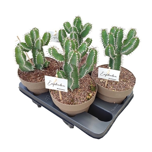 <h4>EUPHORBIA POLYACANTHA - POT Ø 16 - TRAY 4 PCS (SUCCULENTEN)</h4>