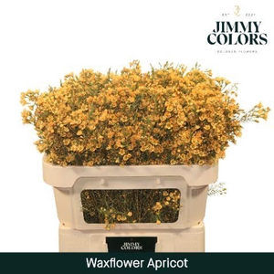 Waxflower L70 Apricot